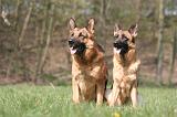 BERGER ALLEMAND 1263